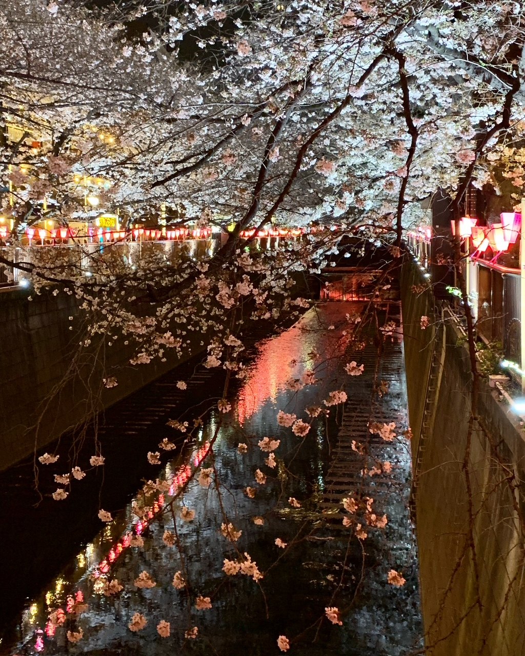 Cerisiers illuminés la nuit au-dessus d'un canal, des pétales sur l'eau