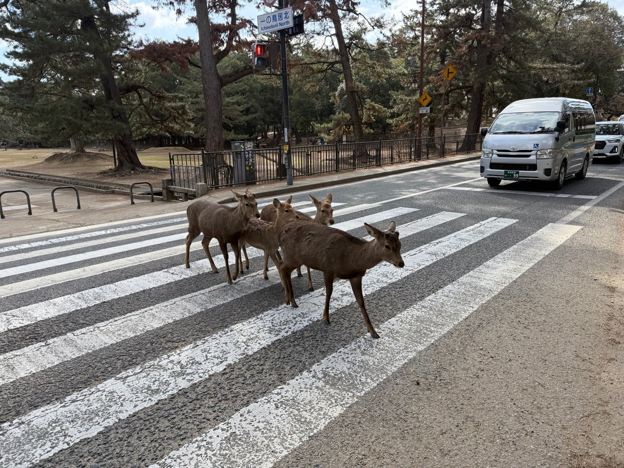 Quatre cerfs sika traversent un passage piéton à Ichinotorii Nord, au bord du parc de Nara