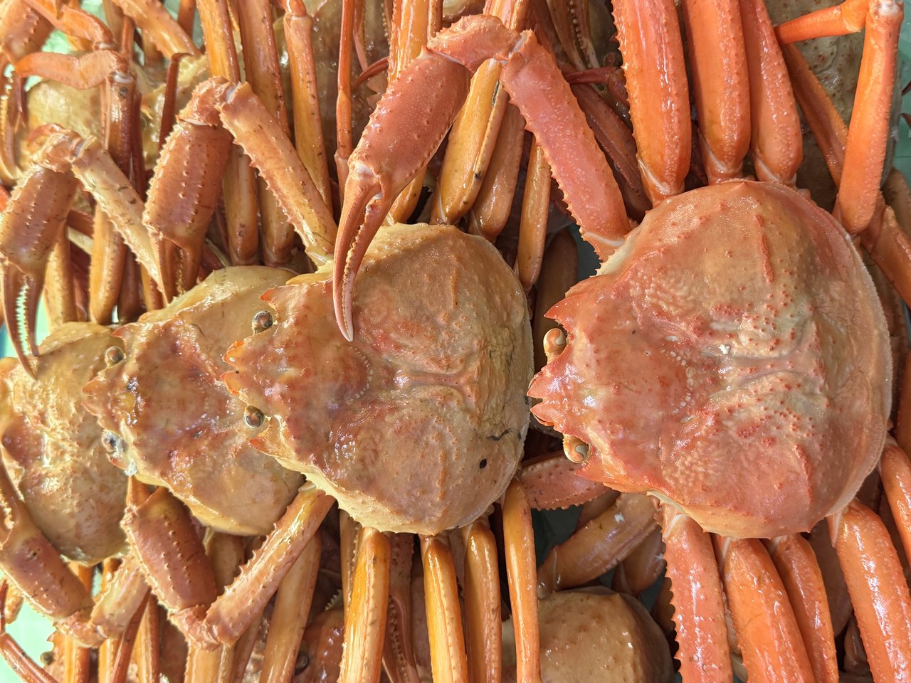 Crabes des neiges cuits empilés, carapaces orange et longues pattes entrelacées