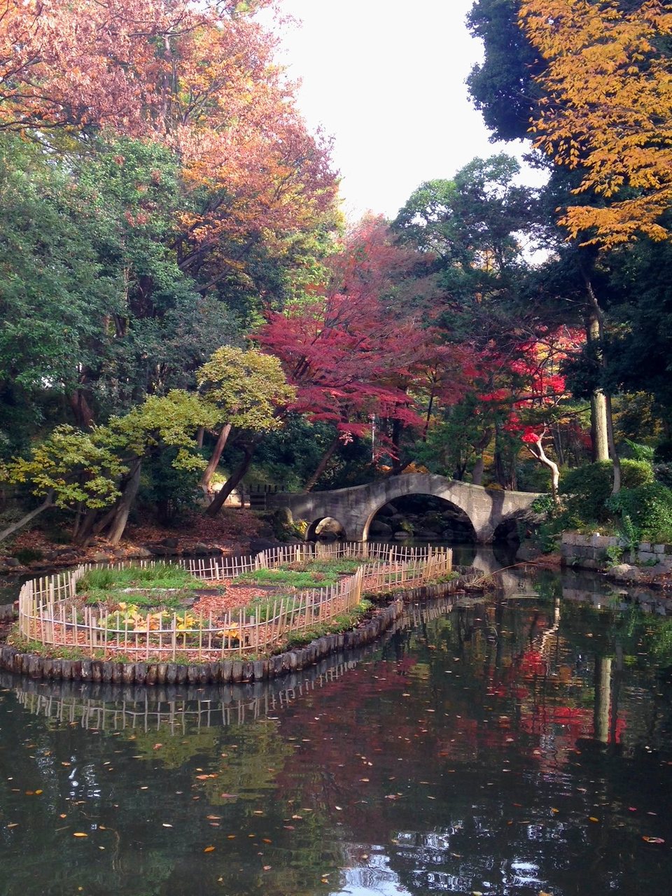 Érables d’automne au-dessus d’un étang de jardin avec un pont de pierre, couleurs reflétées dans l’eau