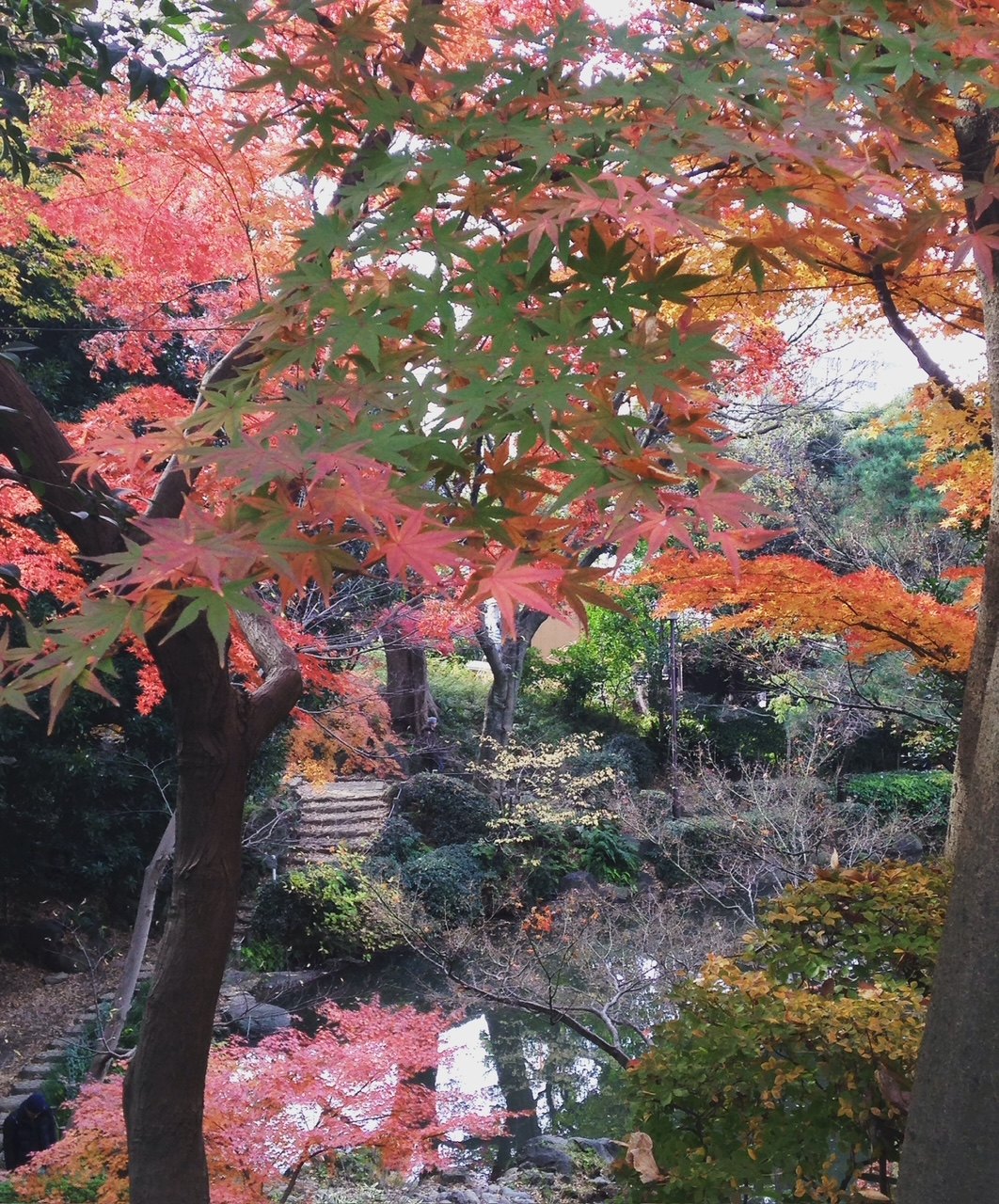 Red and orange maple trees in autumn