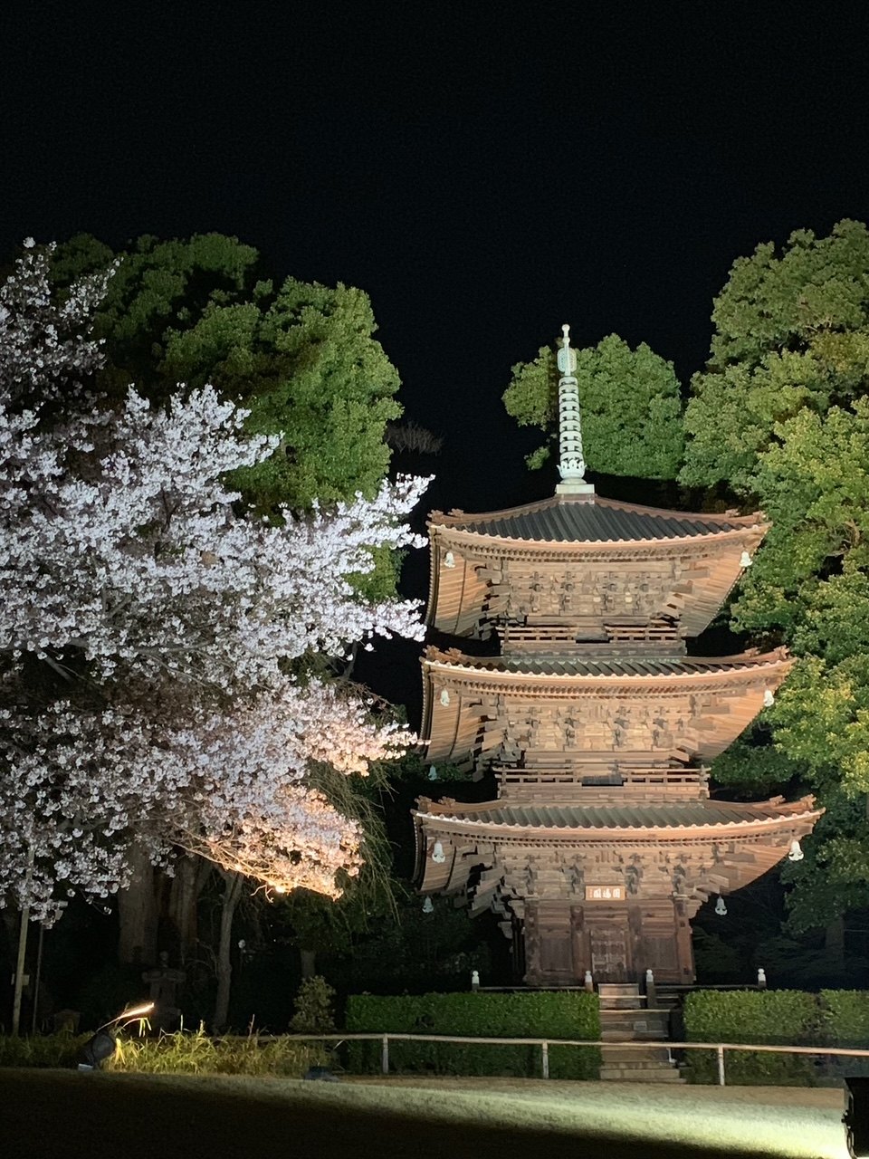 Une pagode à cinq étages la nuit, près d'un cerisier